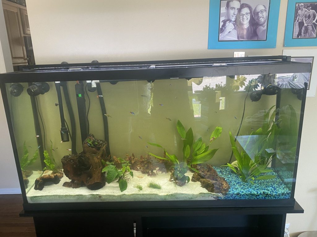 The 60 gallon tank's original setup with blue gravel, driftwood and plants