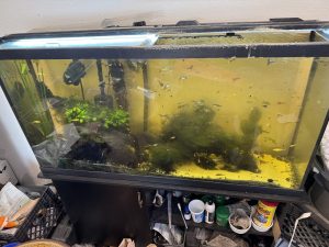 60 gallon Endler tank