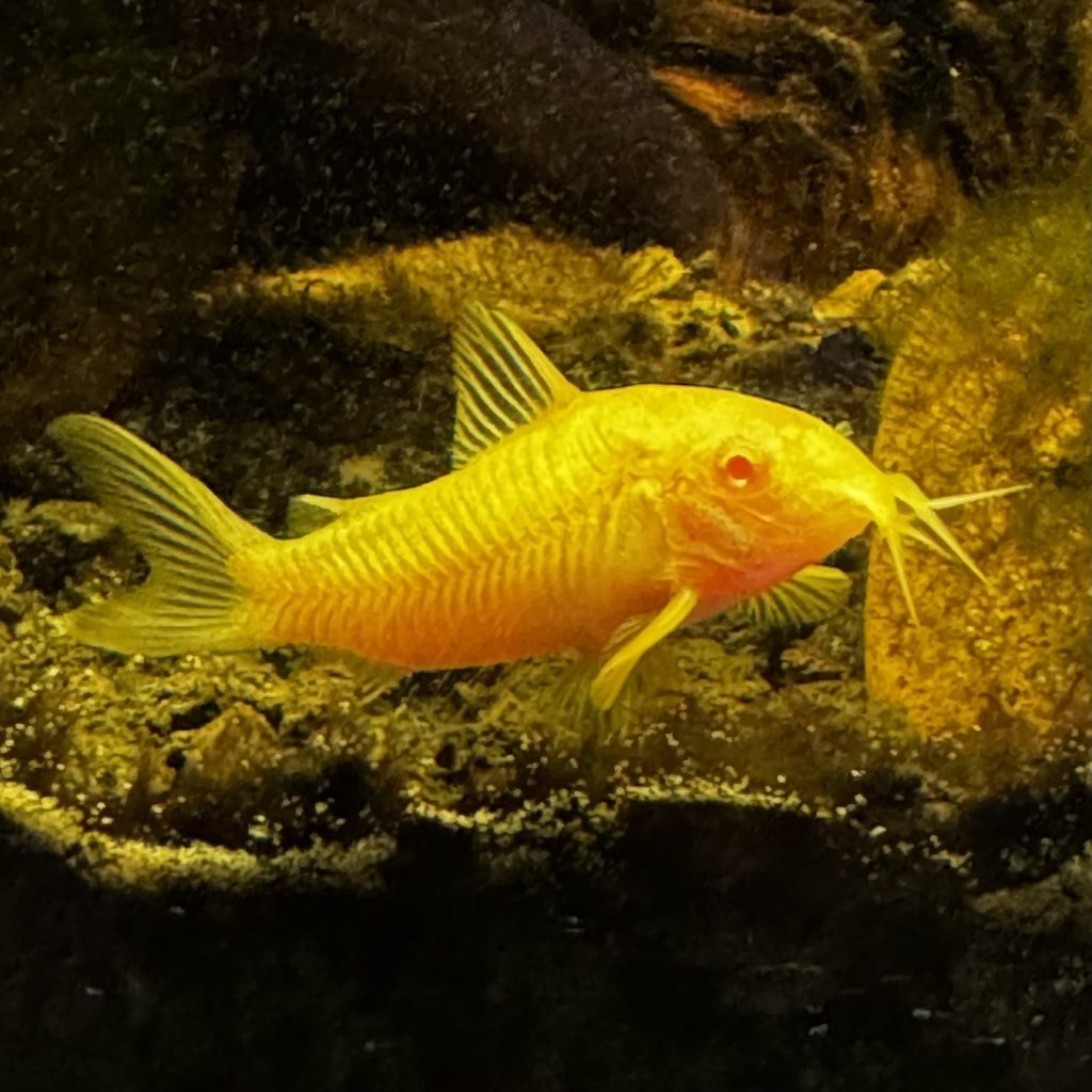 Albino cory catfish bred by David, on the sand in the Endler tank