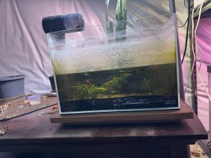 Rimless cherry shrimp tank