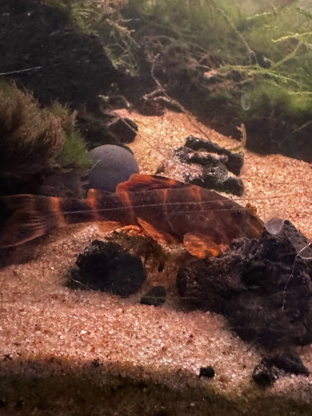 Clown pleco with orange and dark bands resting on sand among rocks