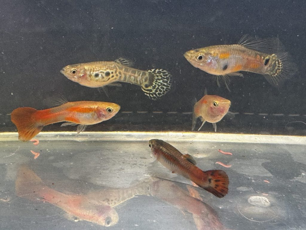 Colorful male Endlers and a female from the original group