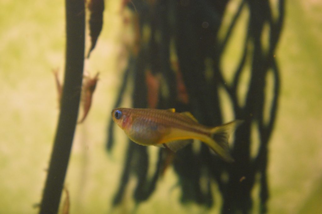 Female forktail rainbowfish swimming between dark plant stems
