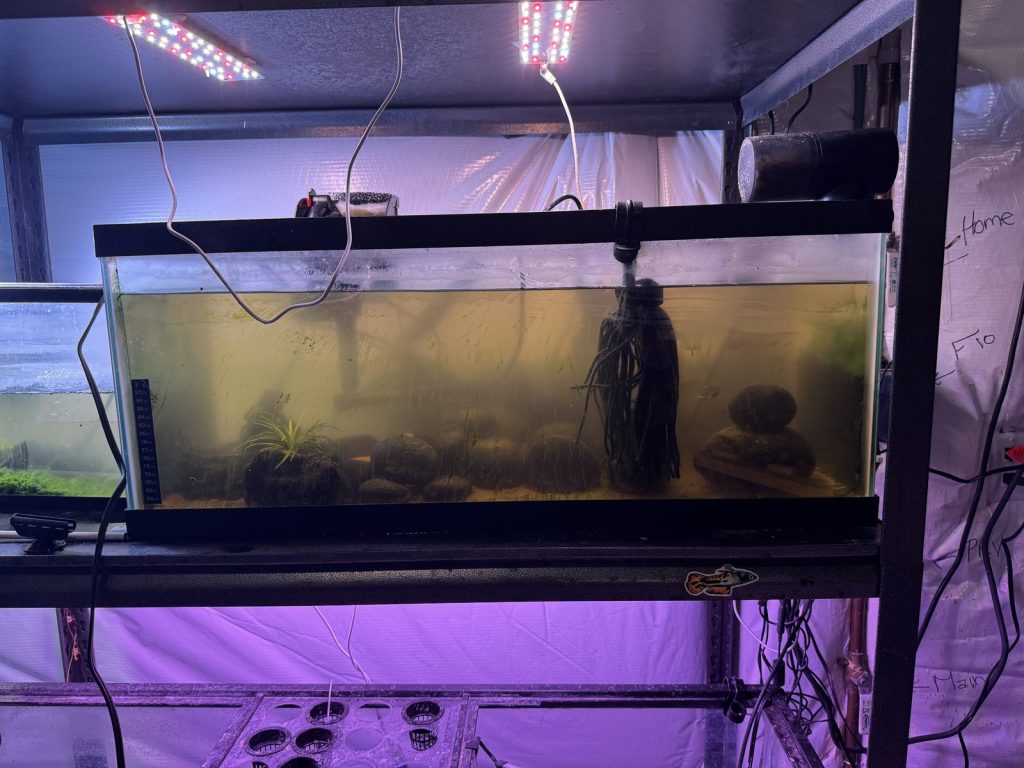 20 gallon long aquarium on a basement rack under grow lights, home to forktail rainbowfish