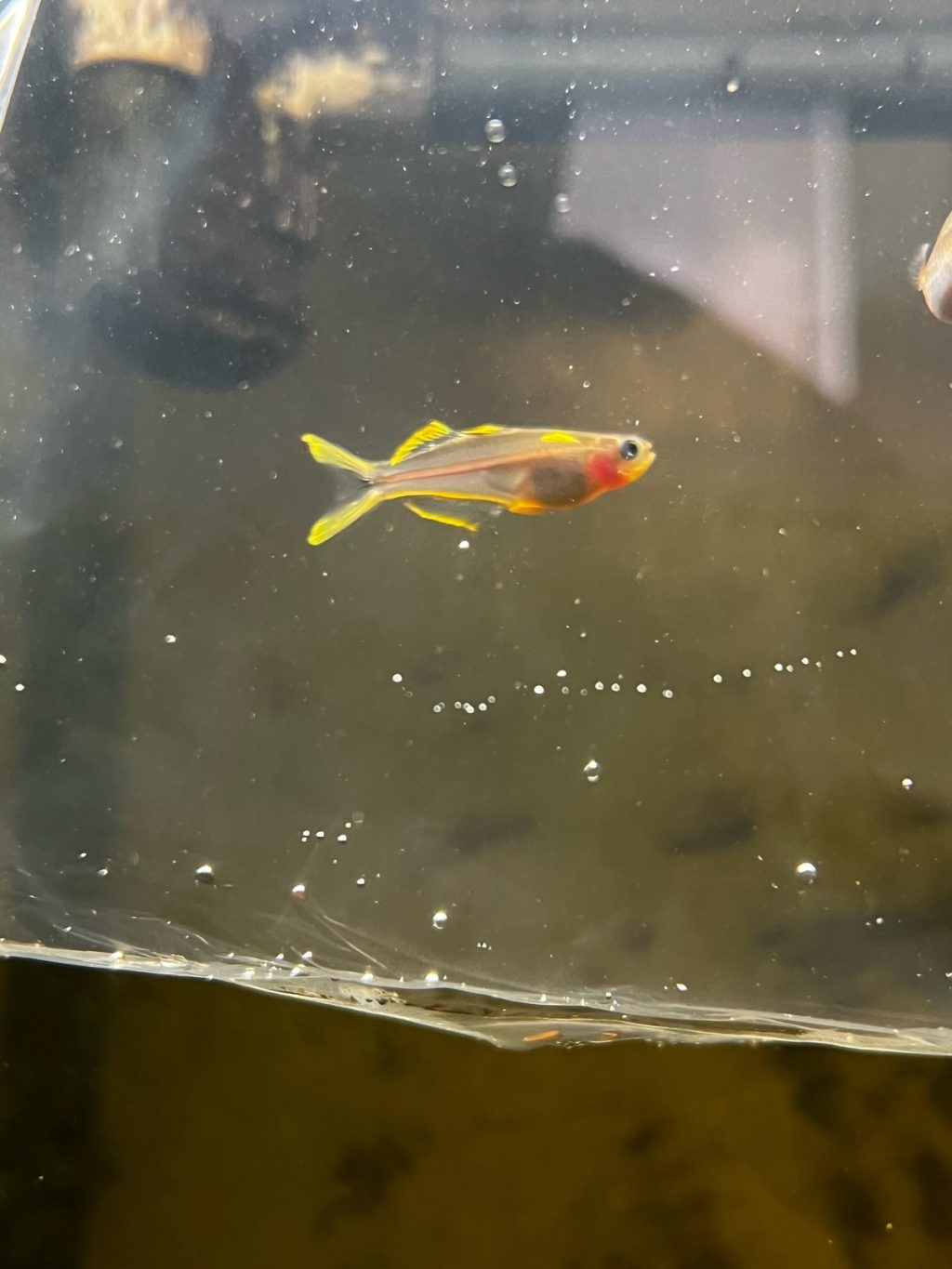 Young forktail rainbowfish with yellow-tipped fins and red markings