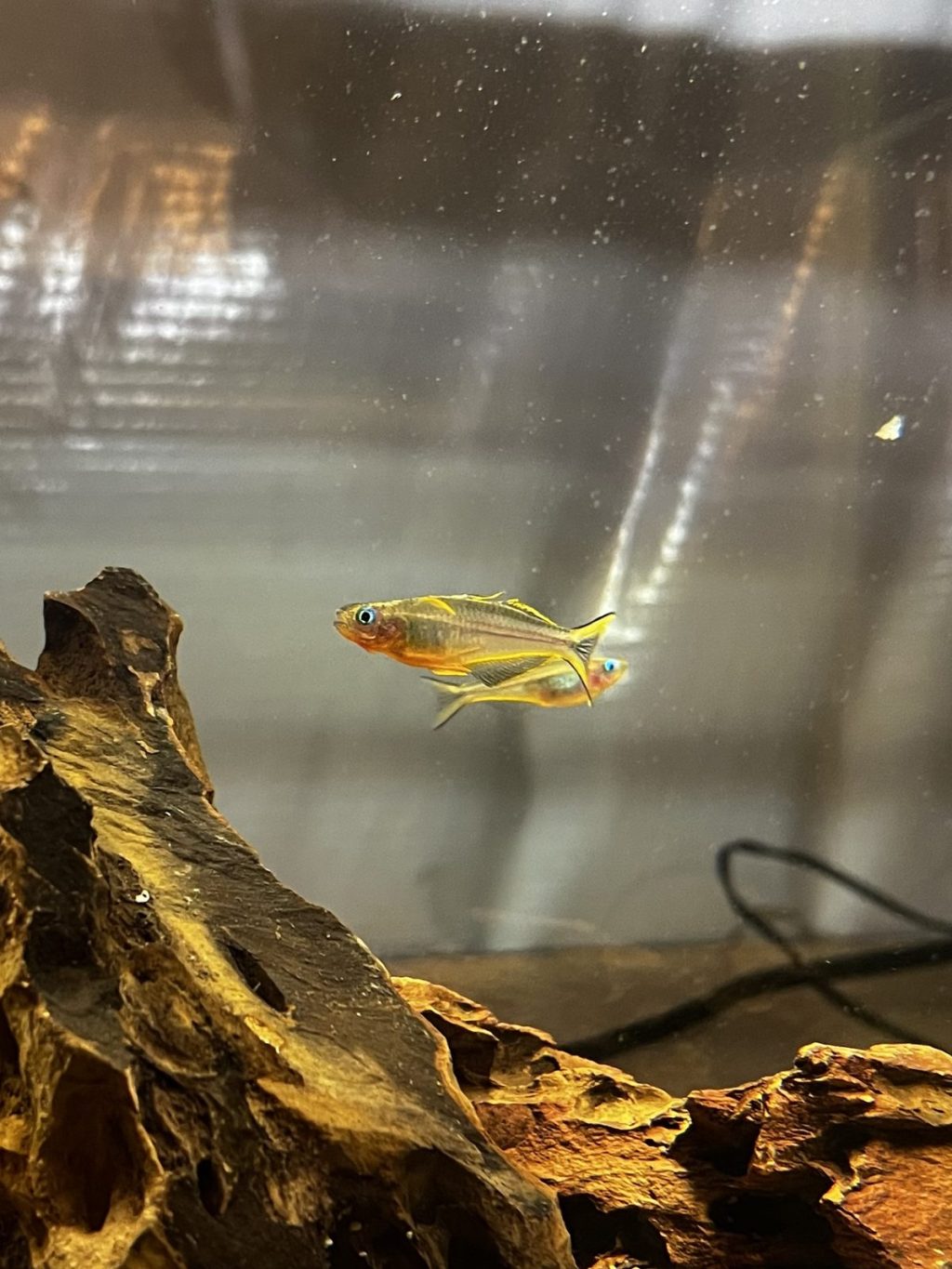 Pair of forktail rainbowfish swimming above dragon stone in the tank's old setup