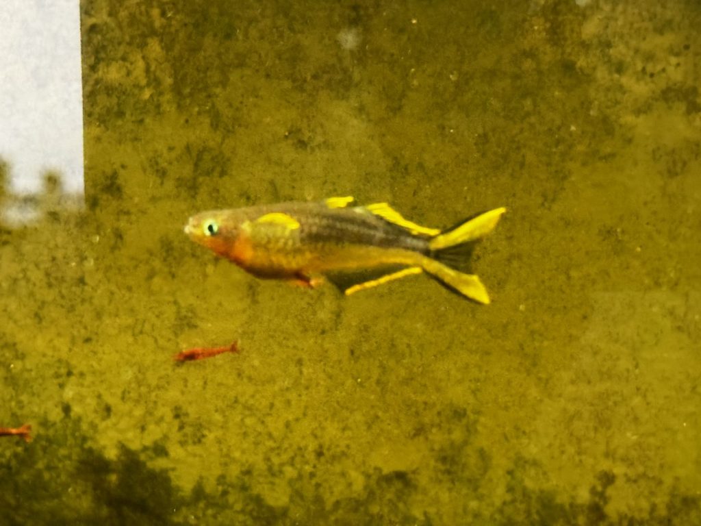 Forktail rainbowfish showing bright yellow fins, with a cherry shrimp nearby