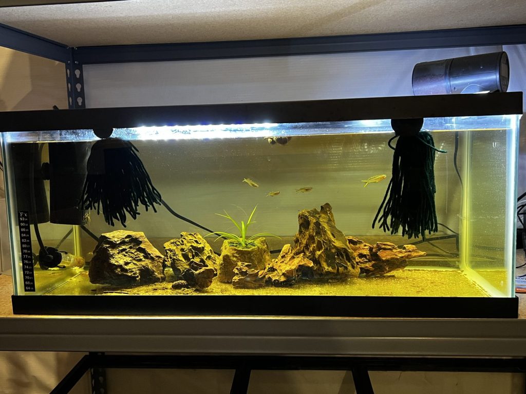 Forktail tank in its earlier dragon stone and sand setup