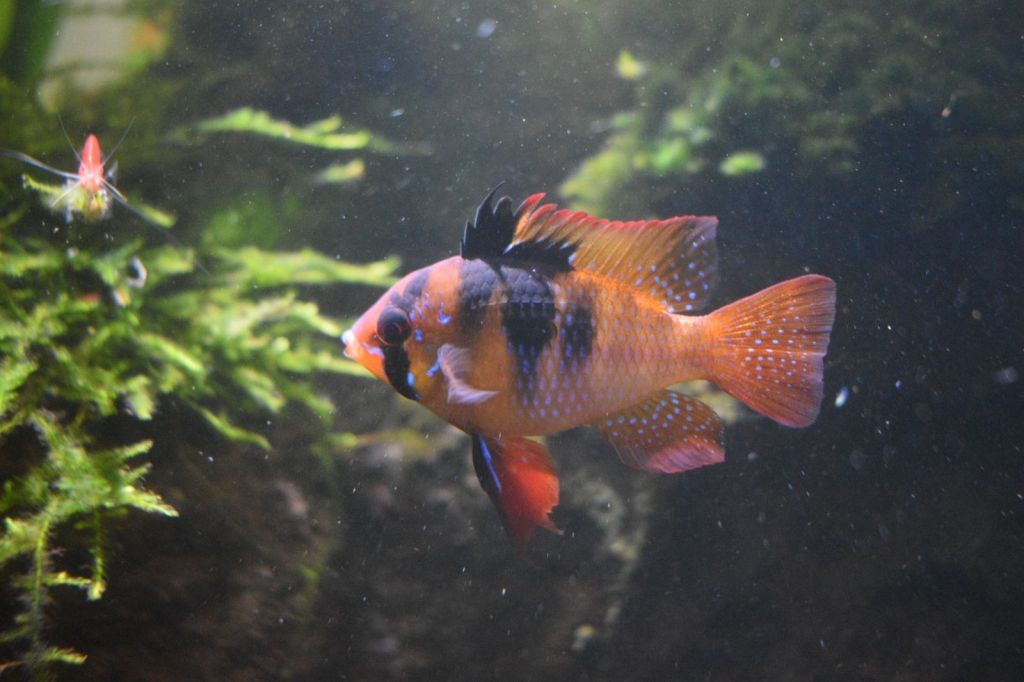 My 50-Gallon Waterbox Planted Tank: A German Blue Ram, Cories and Colorado Hard Water (Work in&nbsp;Progress)
