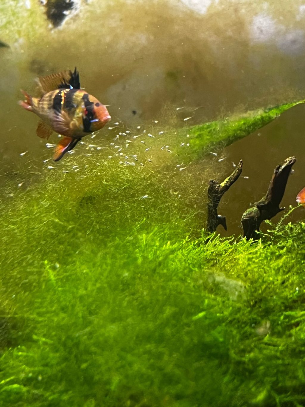 German blue ram swimming above a carpet of moss in the Waterbox tank