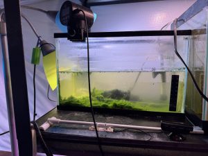 Moina live food tank