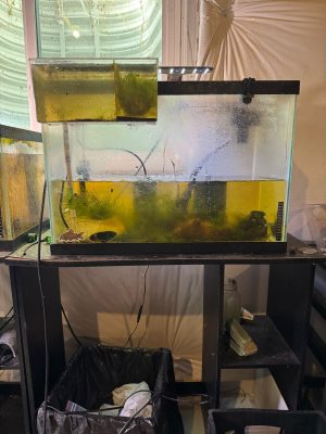 Odessa barb 20 gallon high tank