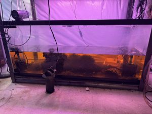 55 gallon pleco tank