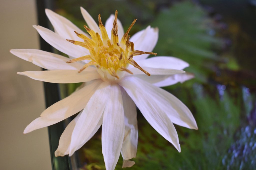 Close-up of a red tiger lotus bloom in my 50-gallon Waterbox tank