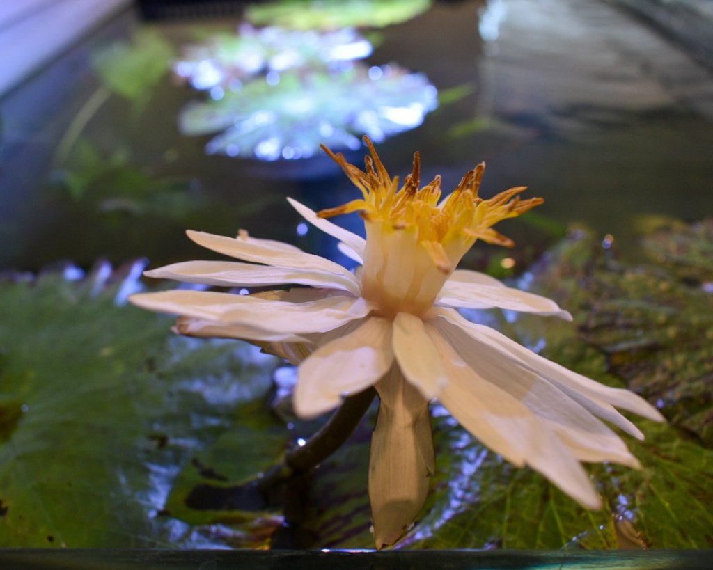Red tiger lotus bloom above the pads in my 50-gallon Waterbox tank