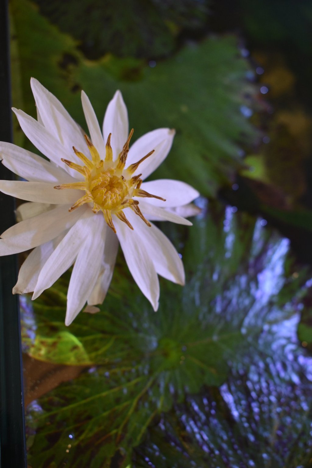 Red tiger lotus bloom seen from above the pads in my 50-gallon Waterbox tank