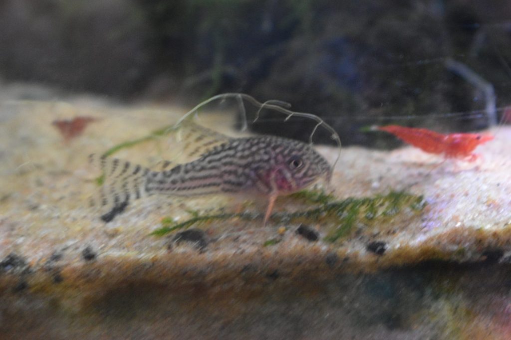 Young sterbai cory on sand next to red cherry shrimp