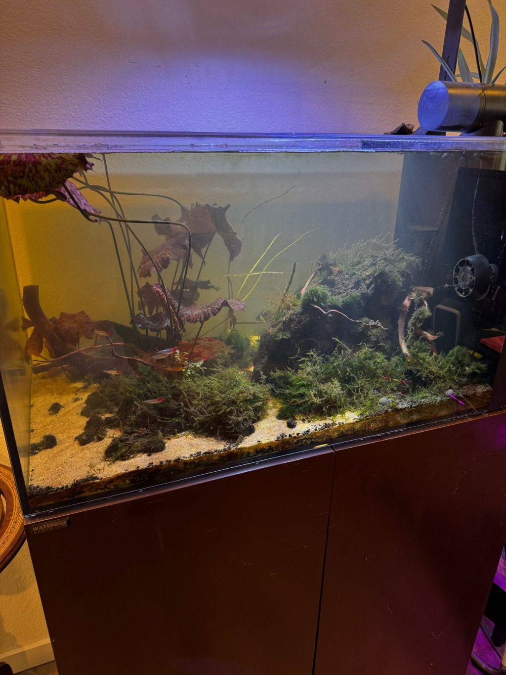 Angled view of the 50 gallon Waterbox tank showing moss-covered rock and wood over sand
