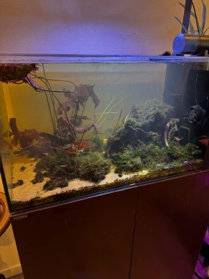 Angled view of the 50 gallon Waterbox tank showing moss-covered rock and wood over sand