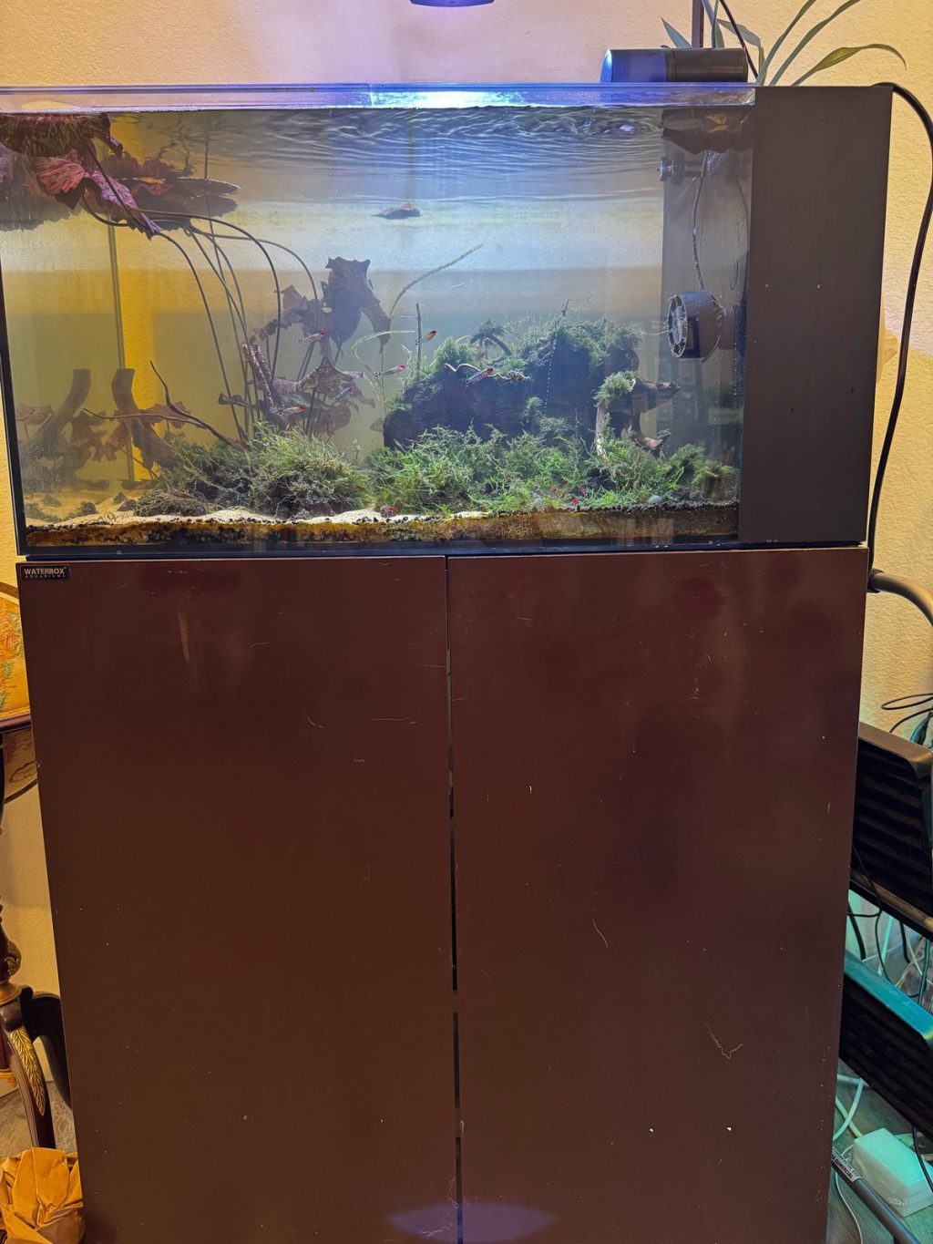50 gallon Waterbox all-in-one aquarium on its dark wood stand, with a sand bottom and moss-covered rock and wood