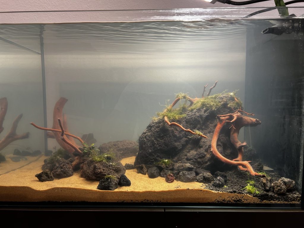 Waterbox tank with a fresh hardscape of dark rock and branching wood on sand
