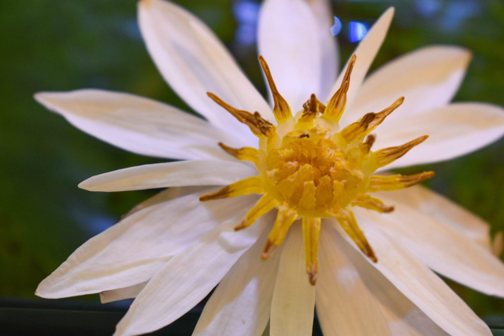 White flower with a yellow center blooming from the red tiger lotus in the Waterbox tank